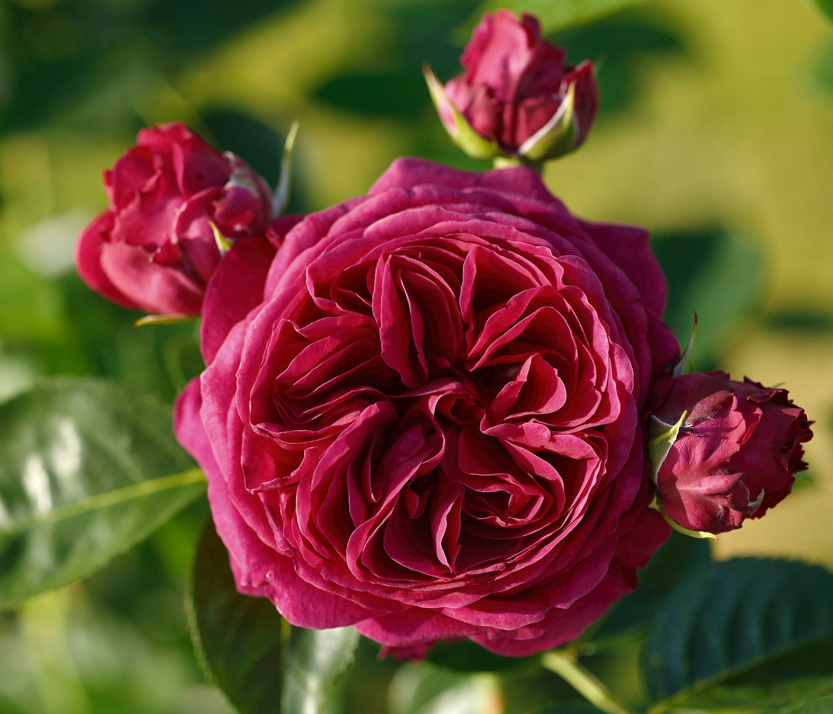 Dehner Rose Nostalgie-Edelrose Marietta® Gartenliebe, 3er-Set, dunkelrote Blüten, gefüllt und duftend, wurzelnackte Ware, Züchter Tantau