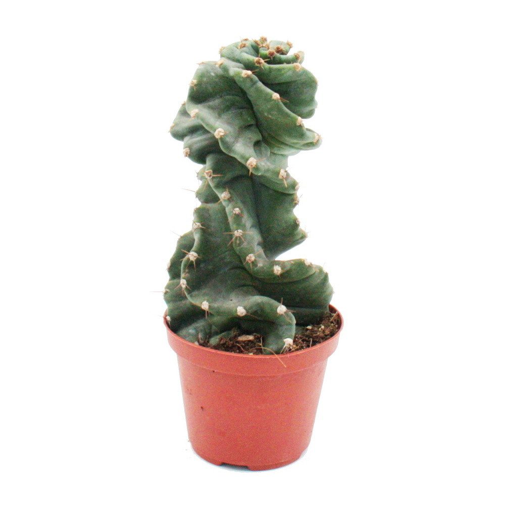 Exotenherz Kaktus Cereus jamacaru "Spiralis" - Spiralkaktus - im 11cm Topf günstig online kaufen