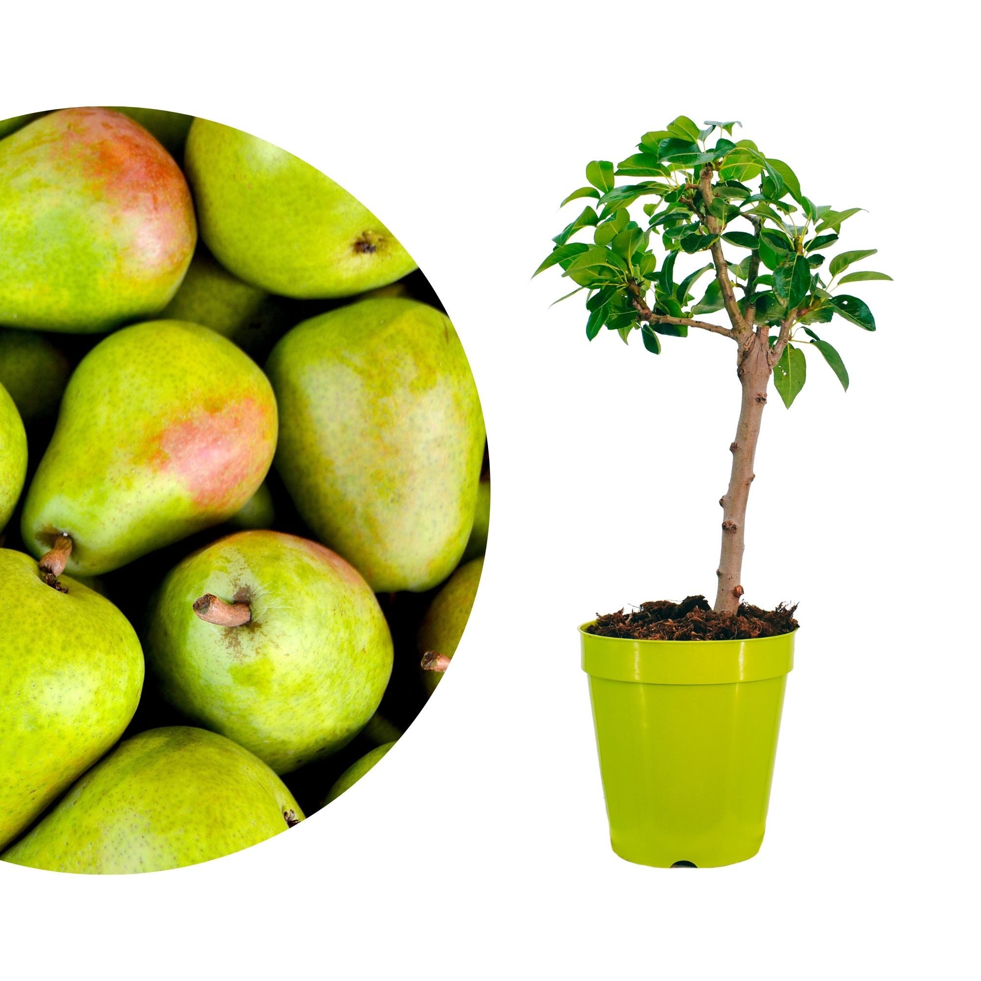 Meine Orangerie Obstpflanze Zwergobst Stämmchen - diverse Sorten, mehrjähriger Obstbaum, winterhartes Zwergobstbäumchen für Garten, Balkon oder Terrasse