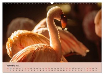 CALVENDO Wandkalender Just Flamingos (Premium-Calendar 2023 DIN A2 Landscape)