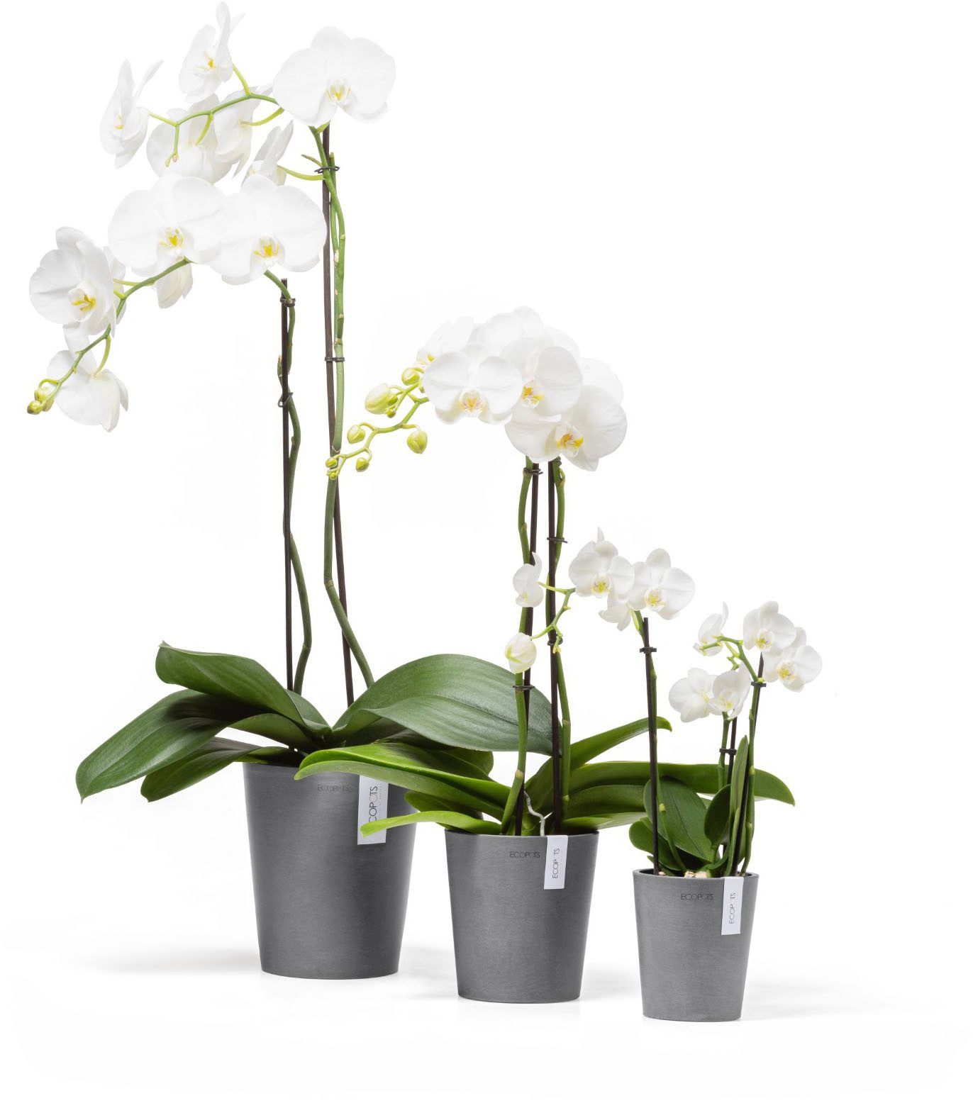 ECOPOTS Blumentopf Morinda Orchidee 17 Grau, für den Innenbereich günstig online kaufen