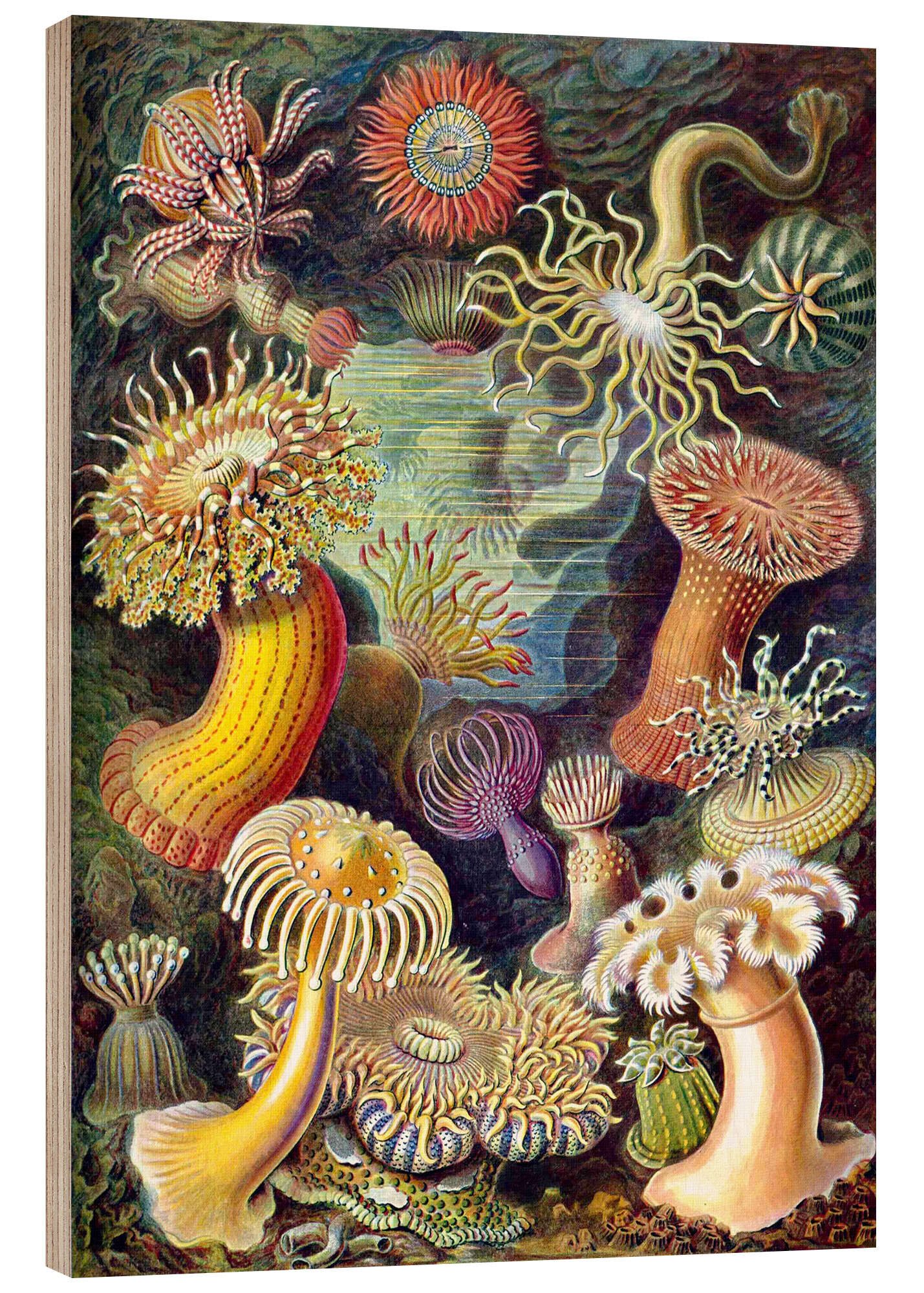 Posterlounge Holzbild Ernst Haeckel, Seeanemonen, Actiniae (Kunstformen der Natur, 1899), Badezimmer Maritim Malerei