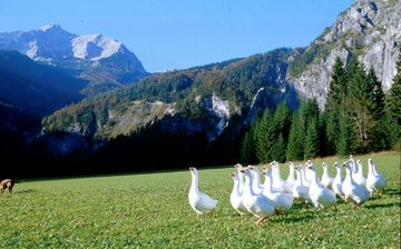 Gänsedaunenbettdecke, Daunenbettdecke Österreichische Weidegans - Warm mit 2 cm Steghöhe, Sanders Kauffmann, Füllung: 100% Gänsedaunen, Österreichische Weidegans