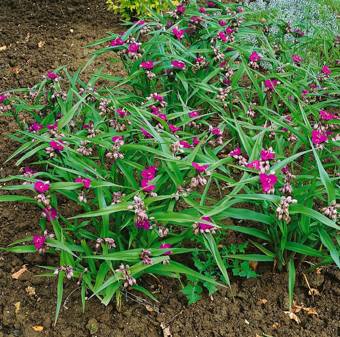 Pflanzen für Dich Staude Tradescantia and. Karminglut, 1 St., Dreimasterblume, Gottesauge