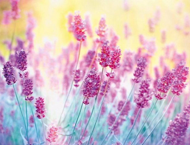 Papermoon Fototapete »Lavender Flower«, glatt-Otto