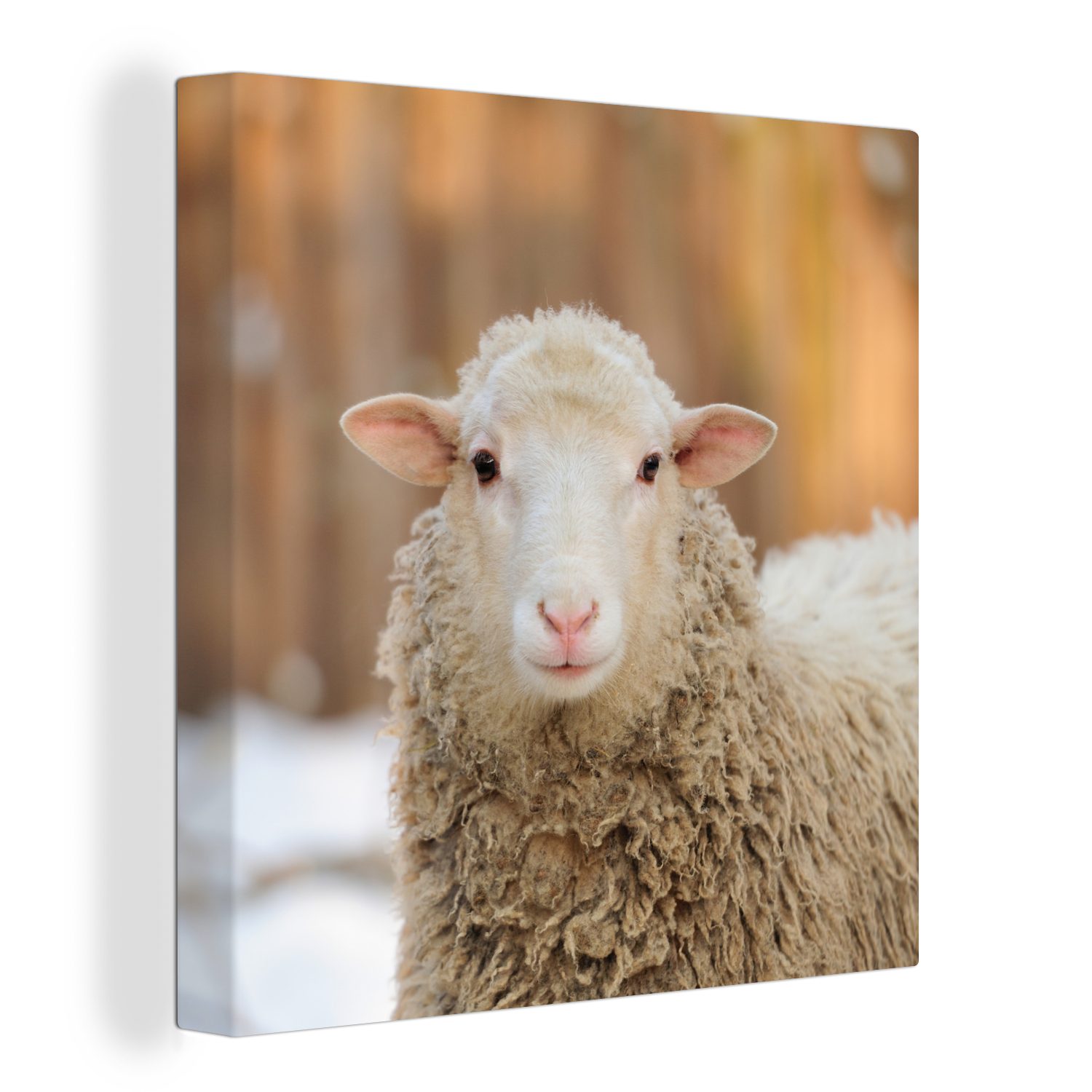 OneMillionCanvasses® Leinwandbild Schafe - Schnee - Wolle, (1 St), Leinwand Bilder für Wohnzimmer Schlafzimmer