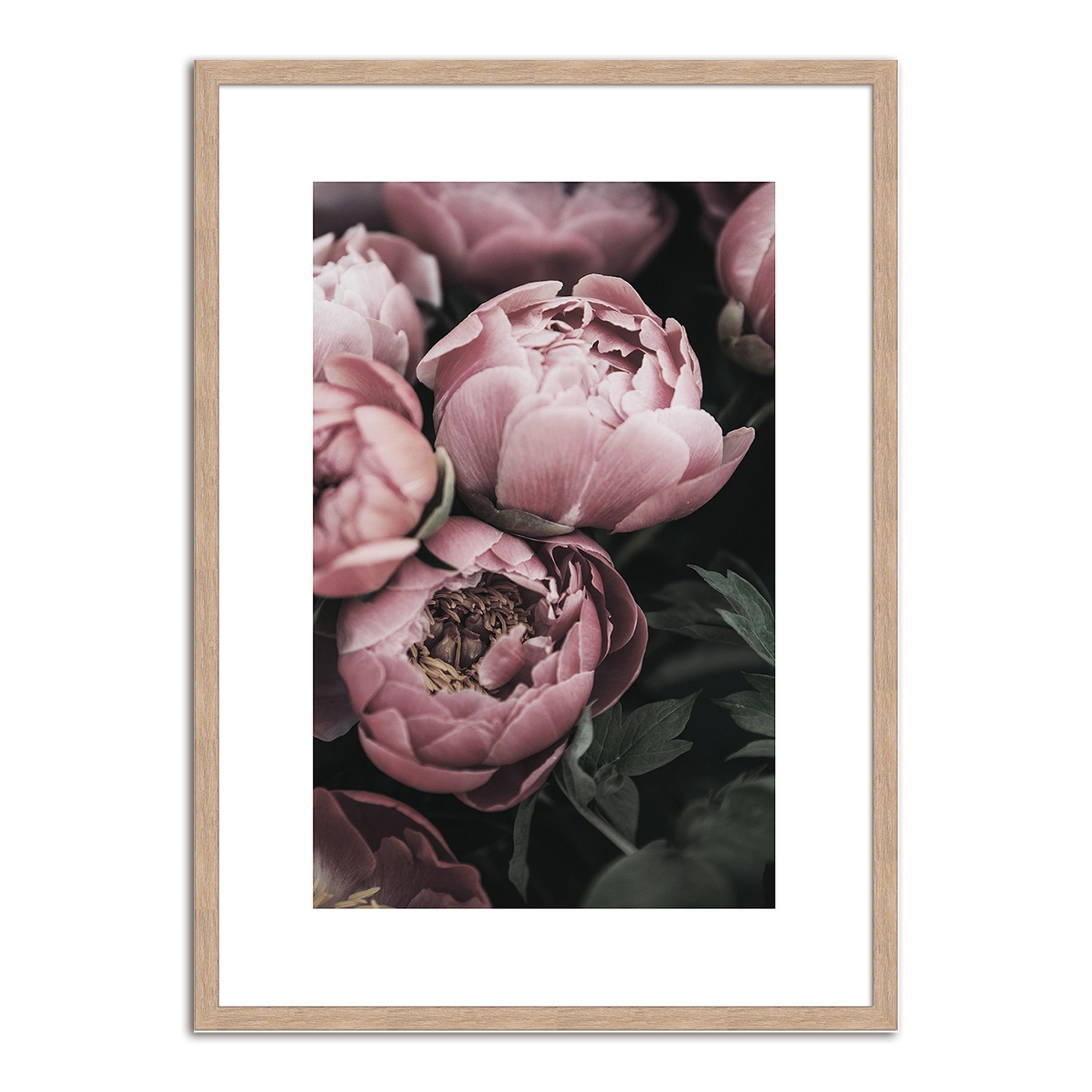 artissimo Bild mit Rahmen Gerahmtes Poster 50x70 cm / Wandbild modern / Wanddeko skandinavisch, Natur & Pflanzen: Pfingstrosen in Rosé