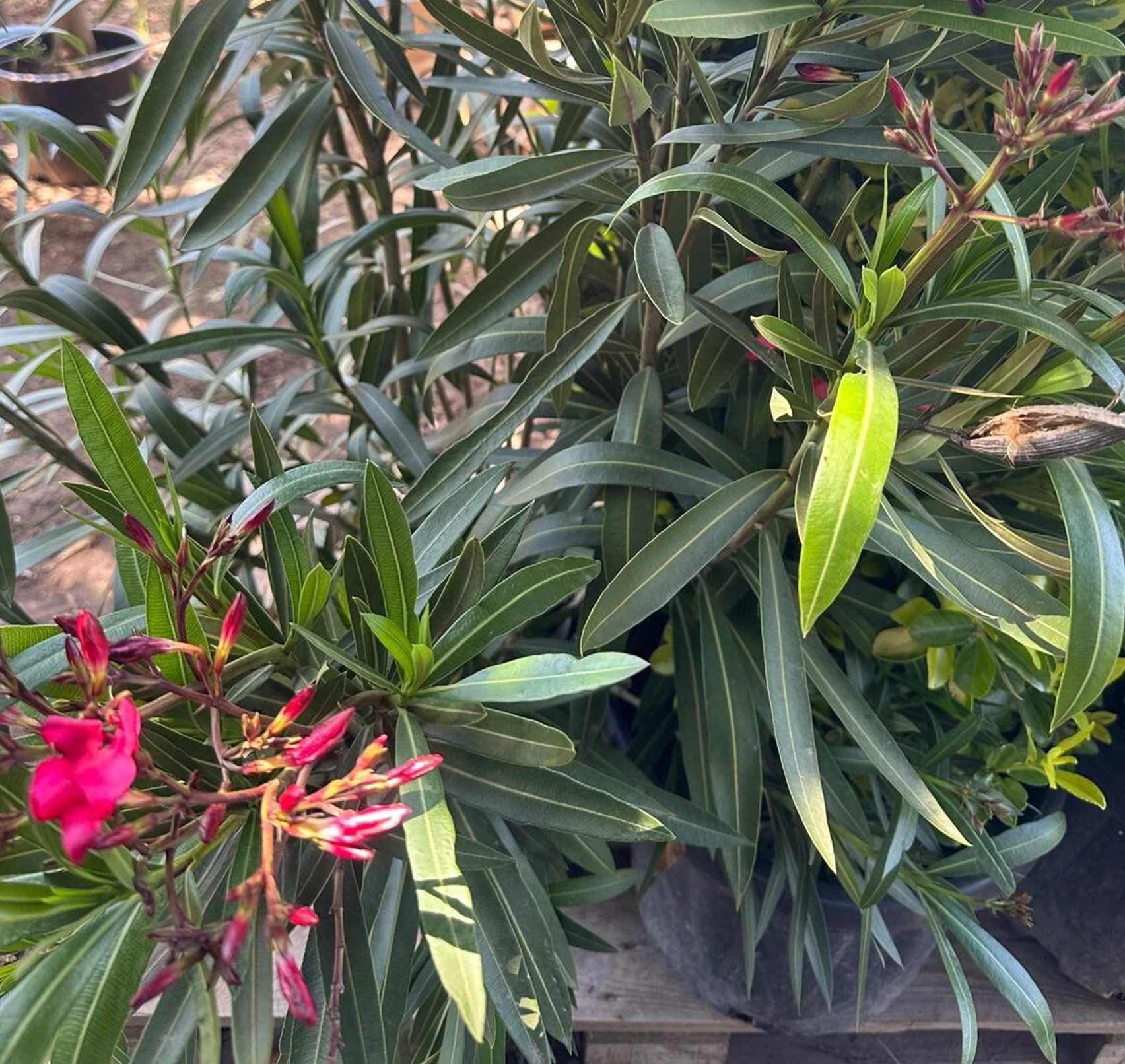 Palms-Store Kübelpflanzen Nerium, Rosenlorbeer Höhe ca: 180cm Rot aus Spanien, leuchtend rote Blüten