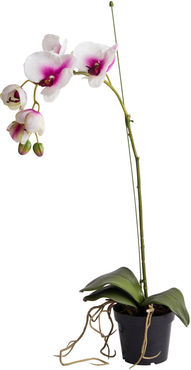 die Höhe 65 Kunstorchidee cm, Fensterbank, für Individueller Hingucker Botanic-Haus, Orchidee, oder Orchidee Schreibtisch den Kommode