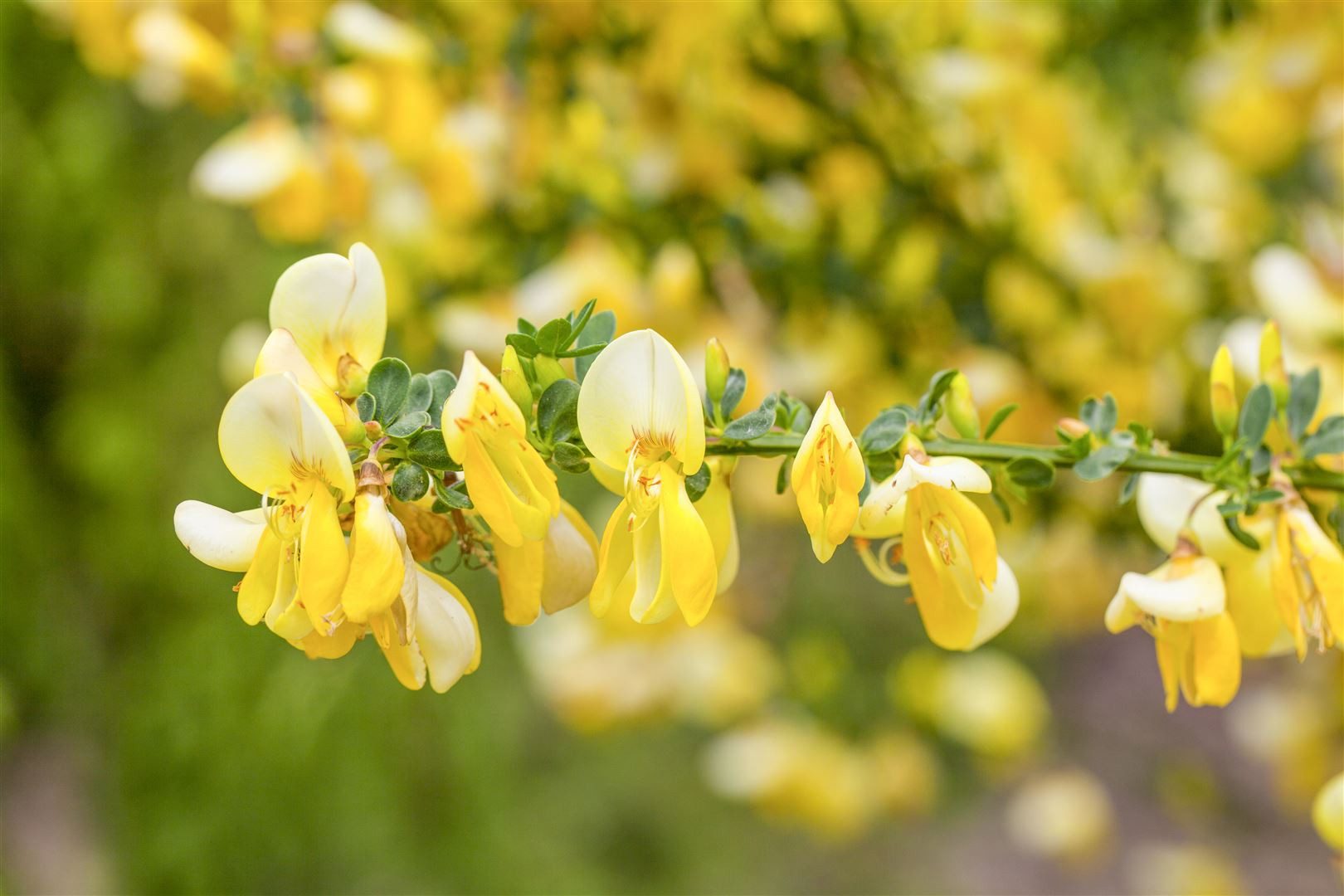 Pflanzen für Dich Gehölze Cytisus praecox Allgold, 1 St., Elfenbeinginster, Besenginster