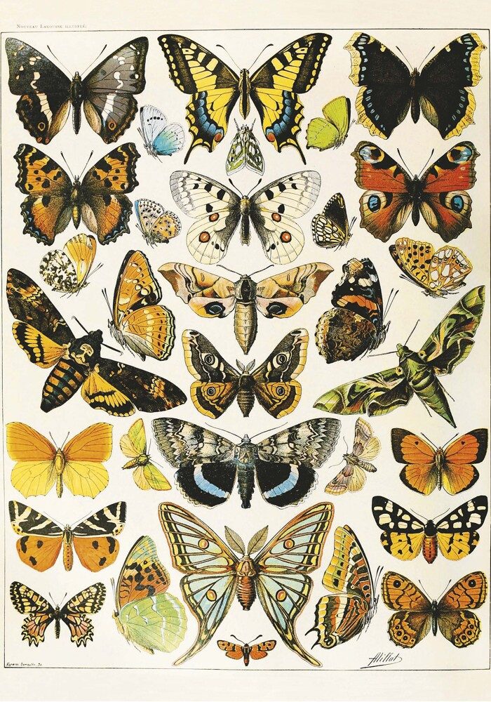 Piatnik Puzzle Butterflies and Moths, Millot, Puzzleteile