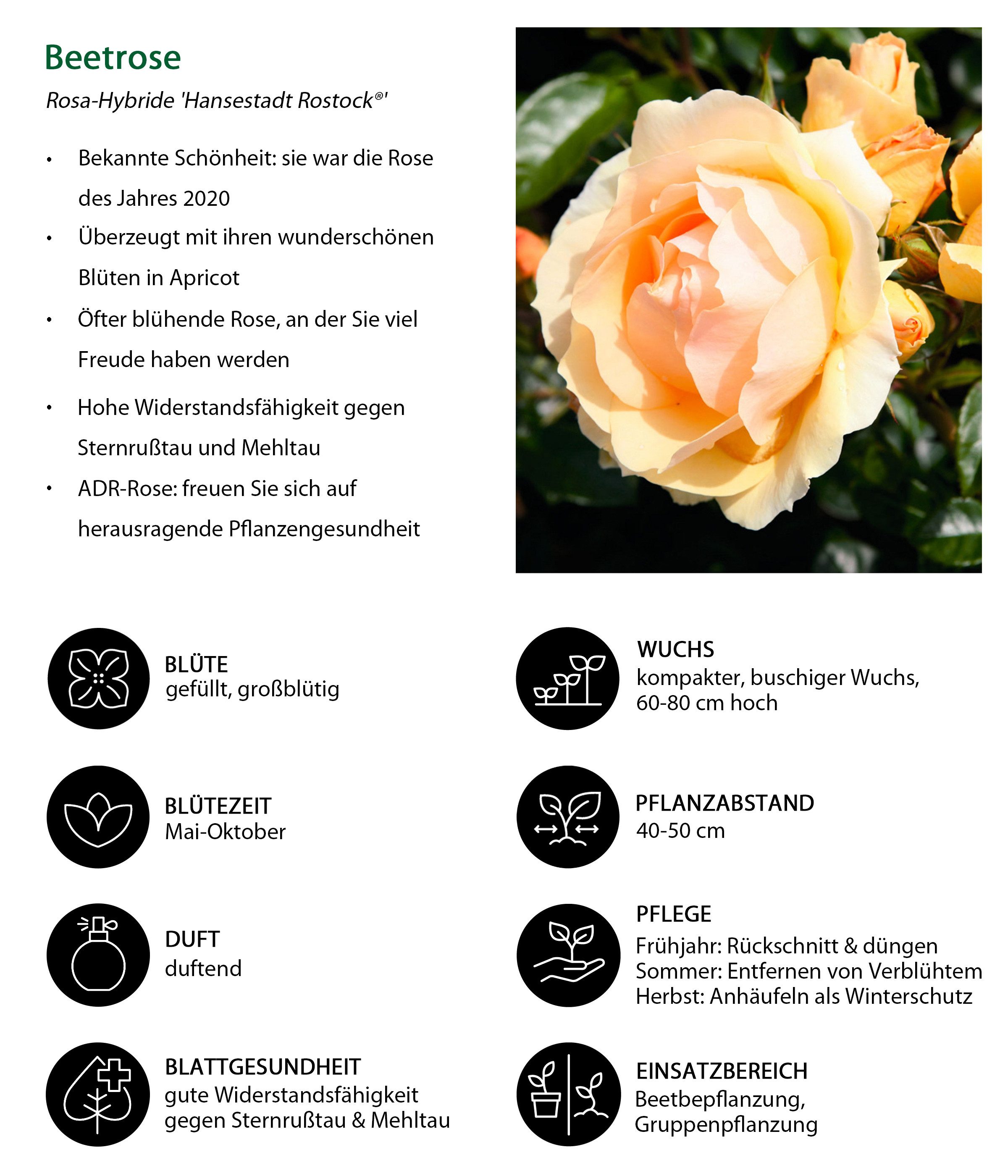 Dehner Rose Beetrose Hansestadt Rostock®, gelb- apricot-farbene, gefüllte und duftende Blüten, Züchter Tantau