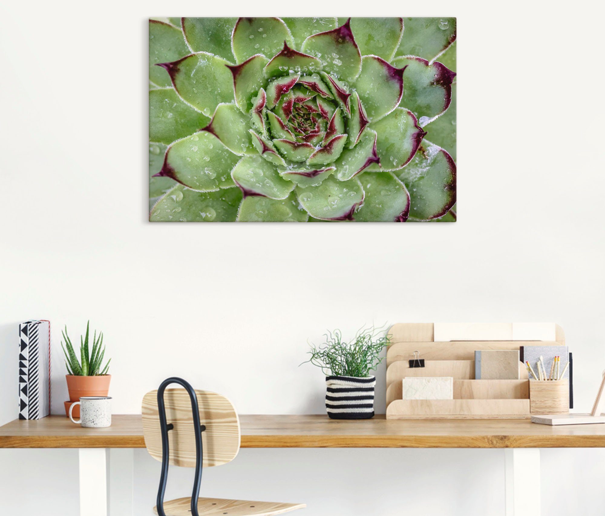 Artland Wandbild »Sukkulente mit Regentropfen«, Pflanzenbilder (1 Stück), in vielen Größen & Produktarten - Alubild / Outdoorbild für den Außenbereich, Leinwandbild, Poster, Wandaufkleber / Wandtattoo auch für Badezimmer geeignet-HomeTrends