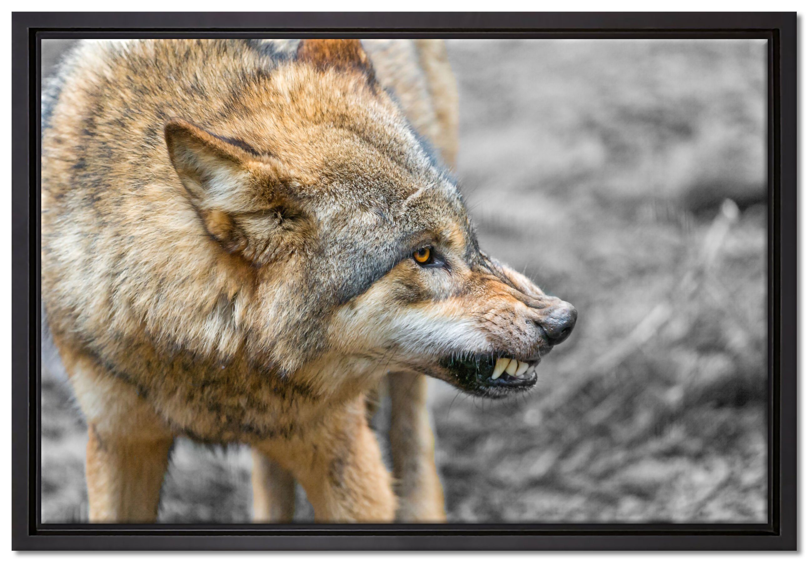 Pixxprint Leinwandbild wütender Wolf, Wanddekoration (1 St), Leinwandbild fertig bespannt, in einem Schattenfugen-Bilderrahmen gefasst, inkl. Zackenaufhänger