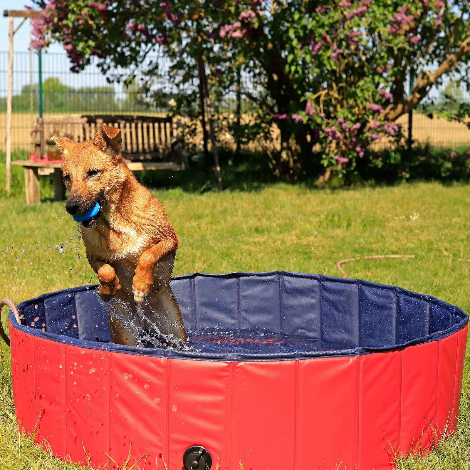lionto Tier-Intelligenzspielzeug Faltbarer Hundepool, PVC, Ø günstig online kaufen