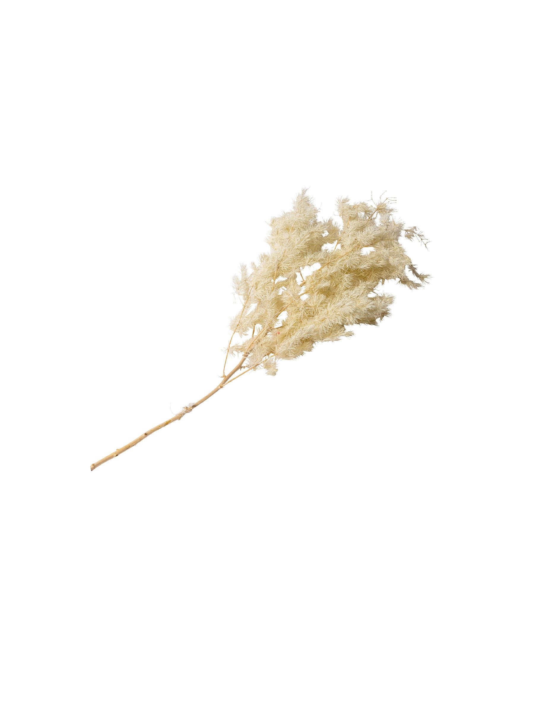 Kostüm Deko Zweig Pampasgras Mini natur 50 cm