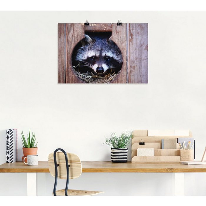 Artland Wandbild Niedlicher kleiner Waschbär Wildtiere (1 St) als Alubild Leinwandbild Wandaufkleber oder Poster in versch. Größen