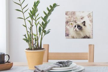 OneMillionCanvasses® Leinwandbild Sakura - Katze - Farben, (1 St), Leinwand Bilder für Wohnzimmer Schlafzimmer