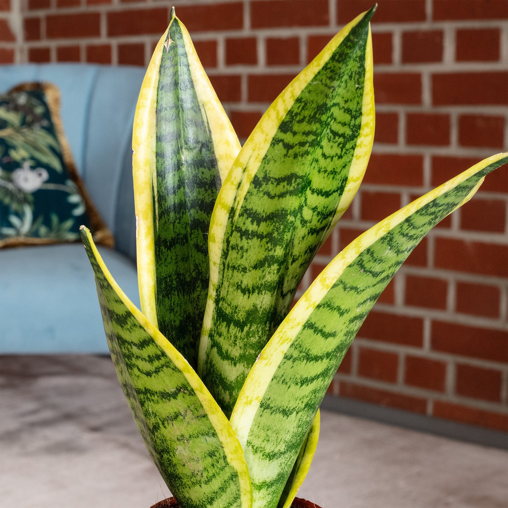 Flowerbox Zimmerpflanze Bogenhanf - Sansevieria trifasciata, pflegeleicht - Höhe ca. 30 cm, Topf-Ø 9 cm – Bild 5 von 5