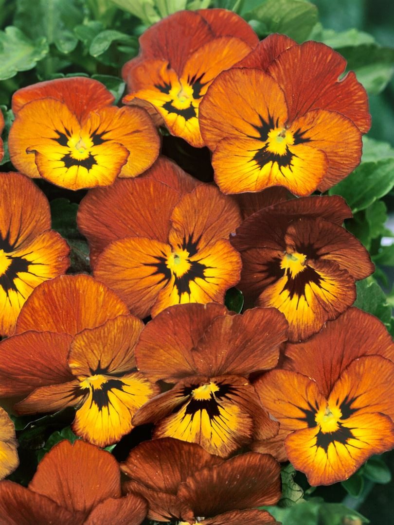 Pflanzen für Dich Staude Viola cornuta Irish Molly, 1 St., Hornveilchen