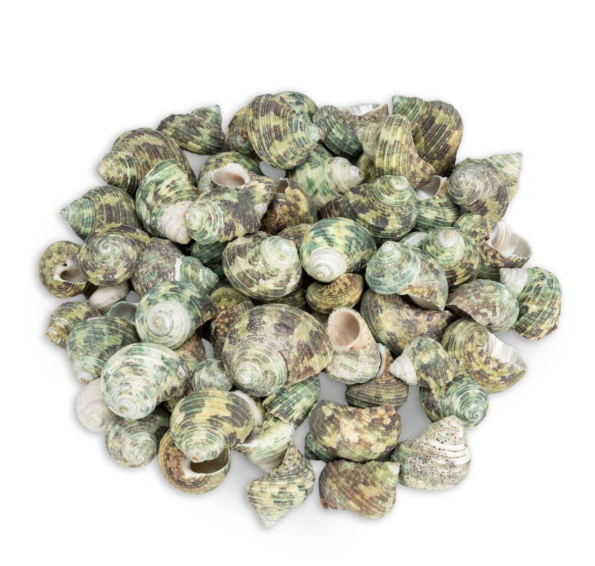 NaDeco Bastelnaturmaterial Turbo sparverius, Natur, 2-4 cm, 0,5 kg kleine Schneckenhäuser