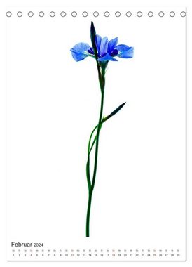 CALVENDO Wandkalender Blumen pur (Tischkalender 2024 DIN A5 hoch), CALVENDO Monatskalender