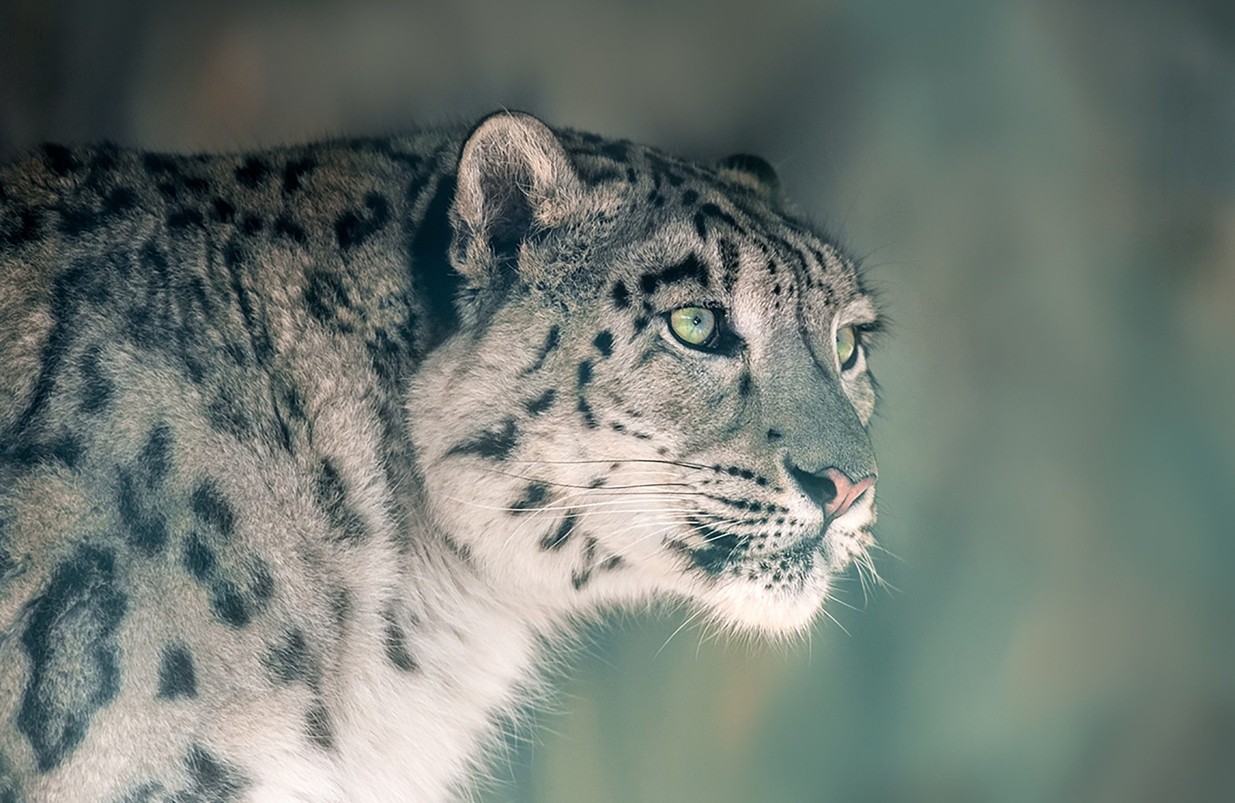Fototapete VLIES-Tapete Premium "Tiger"
