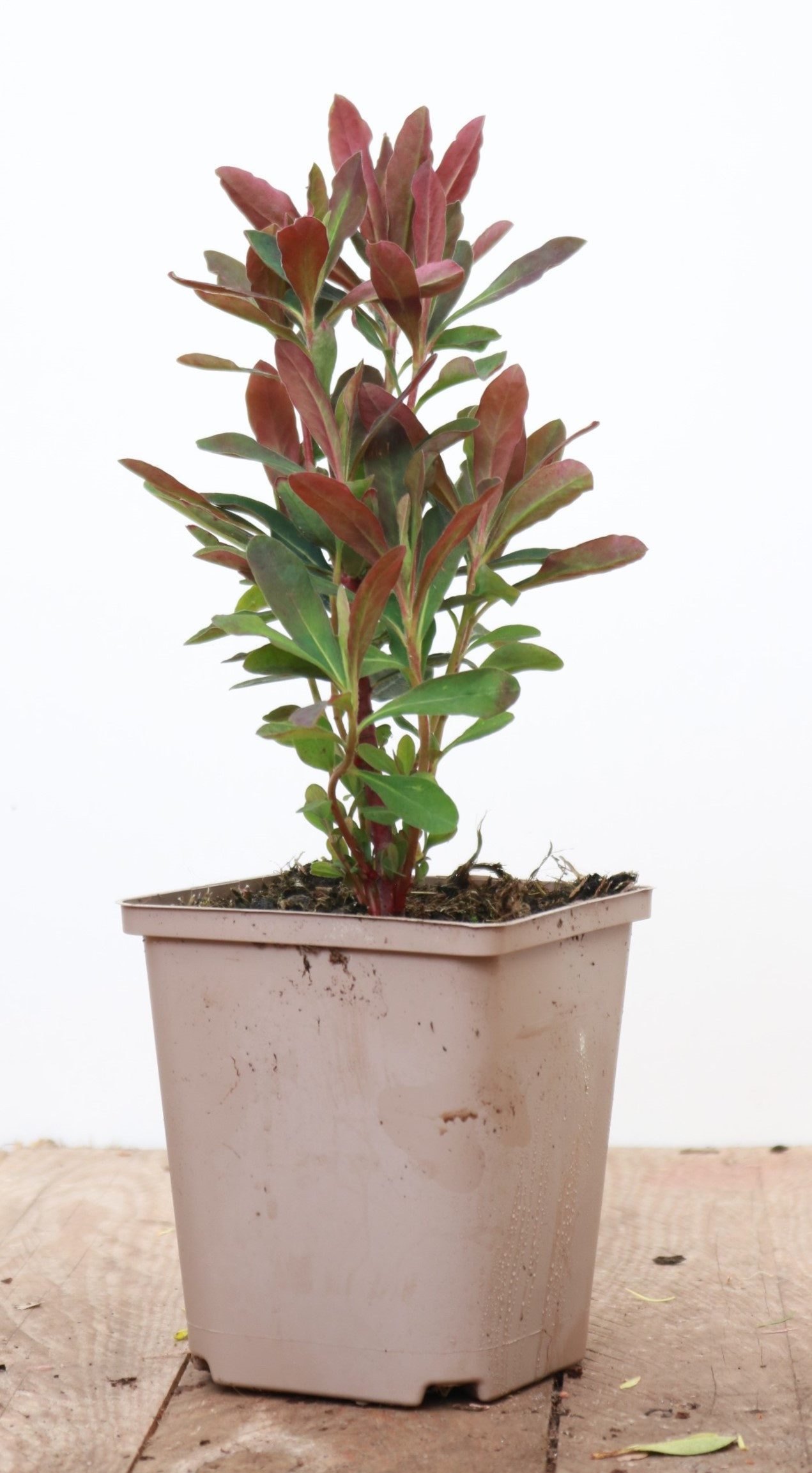 Pflanzen für Dich Staude Euphorbia amygdaloides Purpurea, 1 St., Mandelblättrige Wolfsmilch, Purpur-Wolfsmilch