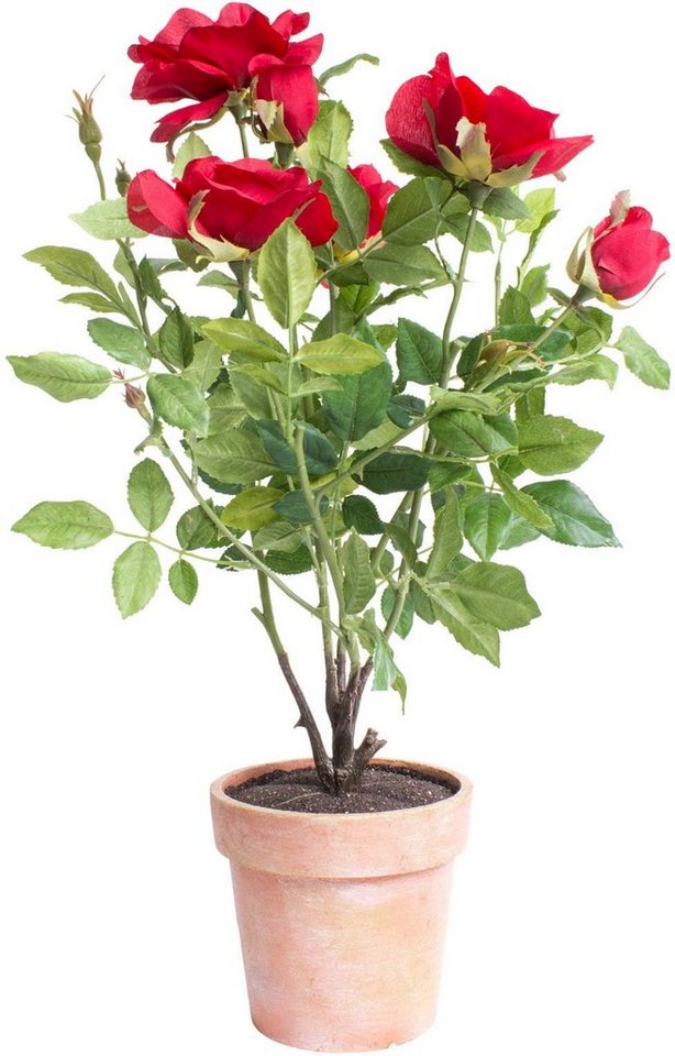 Kunstblume Rosenstock Rose, Botanic-Haus, Höhe 46 cm, Naturgetreue  Kunstpflanze