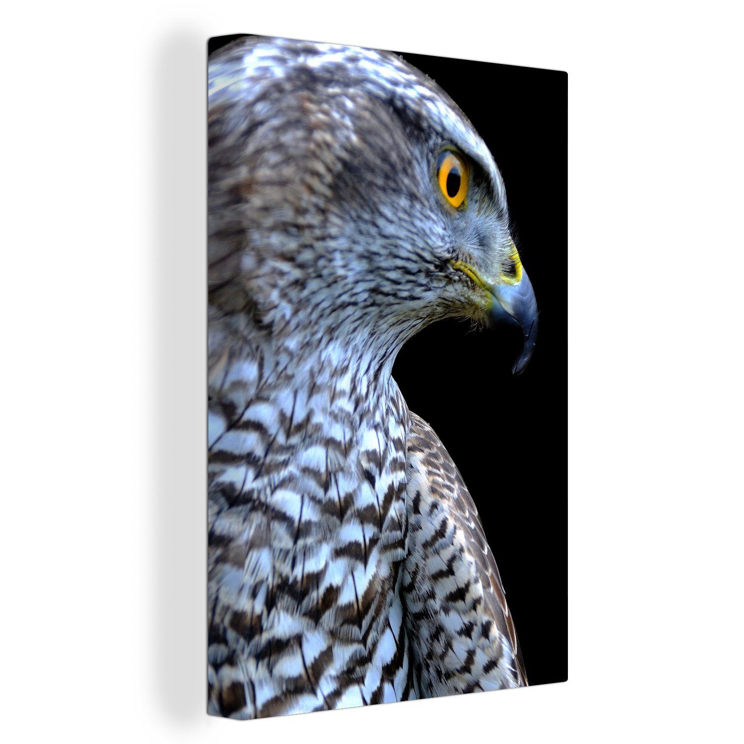 OneMillionCanvasses® Leinwandbild Nahaufnahme eines Falken vor einem schwarzen Hintergrund, (1 St), Leinwandbild fertig bespannt inkl. Zackenaufhänger, Gemälde, 20x30 cm