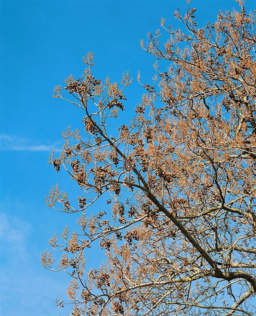Pflanzen für Dich Baum Paulownia tomentosa, 1 St., Blauglockenbaum, Kaiserbaum, Kaiser-Paulownie, schnellwachsend, violettblühend