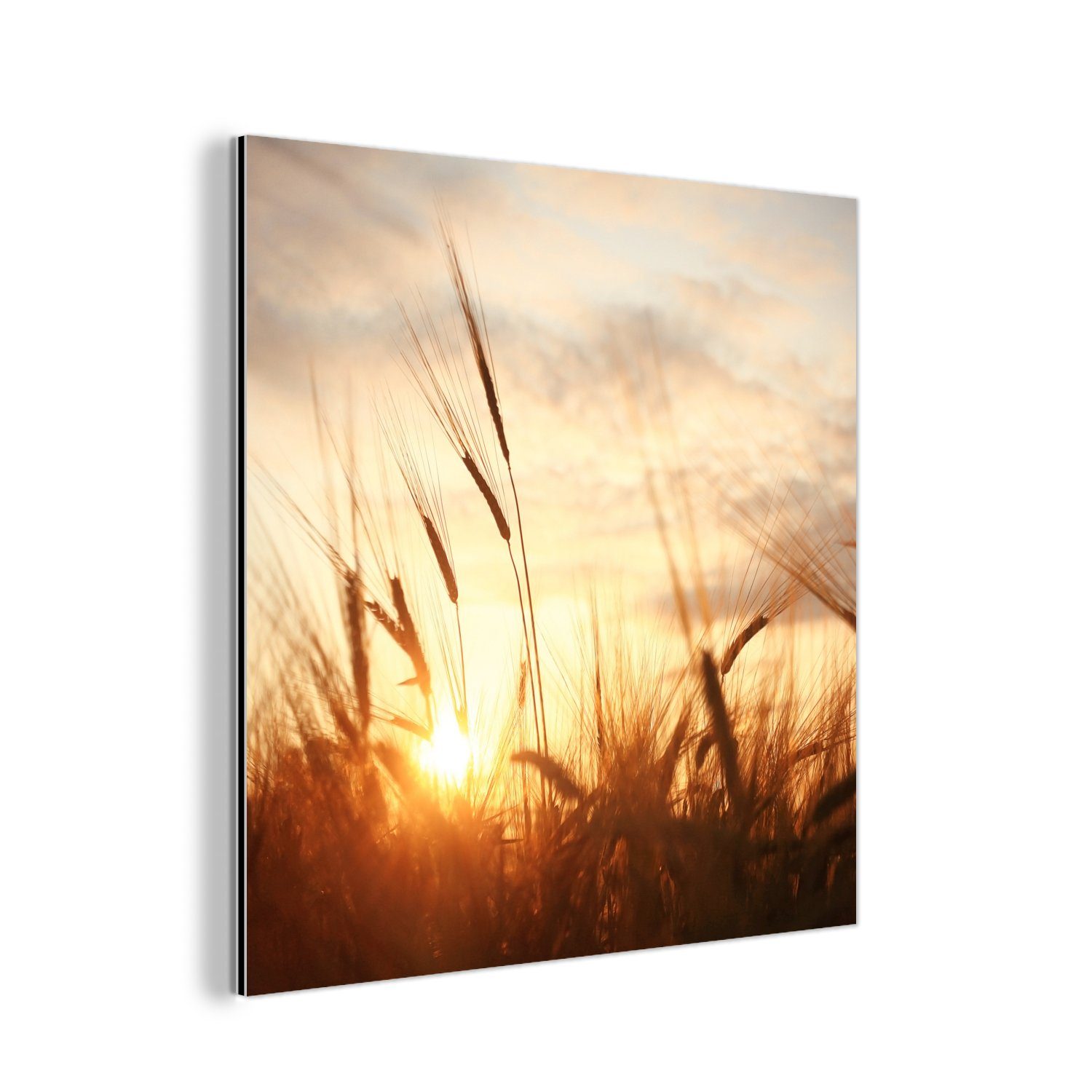 MuchoWow Metallbild Schilf - Gras - Sonnenuntergang - Natur - Horizont, (1 St), Alu-Dibond-Druck, Gemälde aus Metall, Aluminium deko