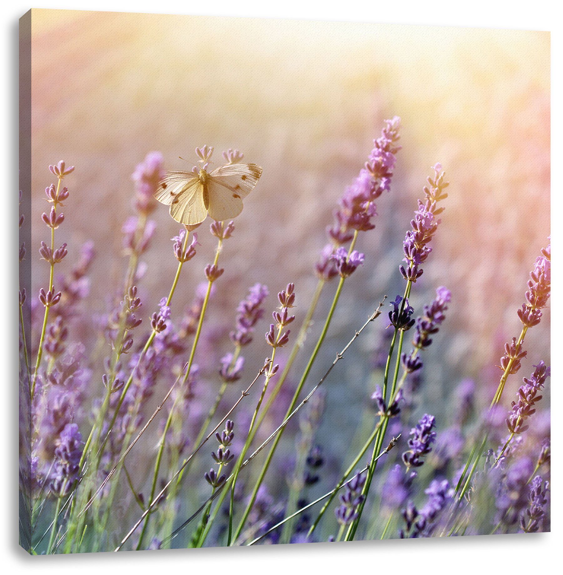 St), Lavendelblumen auf (1 Leinwandbild Pixxprint auf fertig Leinwandbild Zackenaufhänger Schmetterlinge inkl. bespannt, Schmetterlinge Lavendelblumen,