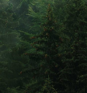 MyMaxxi Sichtschutzstreifen Zaunsichtschutz Nebelverhüllter Wald Sichtschutz Garten Zaun