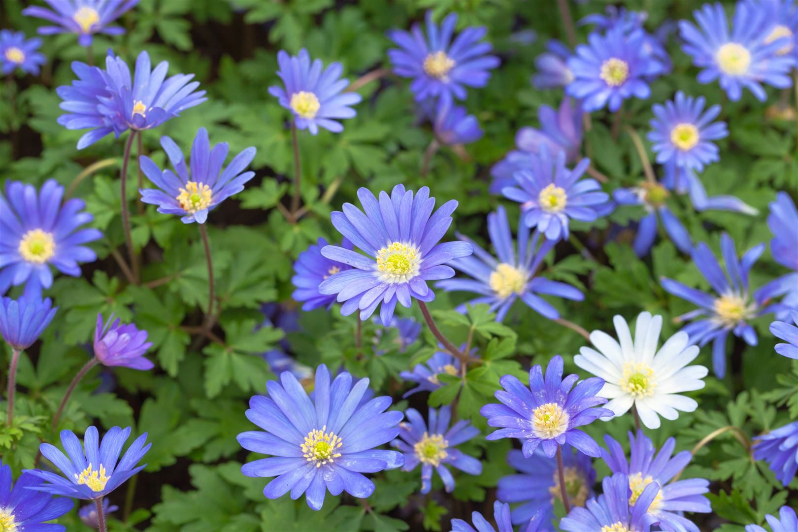 Pflanzen für Dich Staude Anemone blanda 'Blue Shades', 1 St., Balkan-Windröschen, Strahlen-Anemone