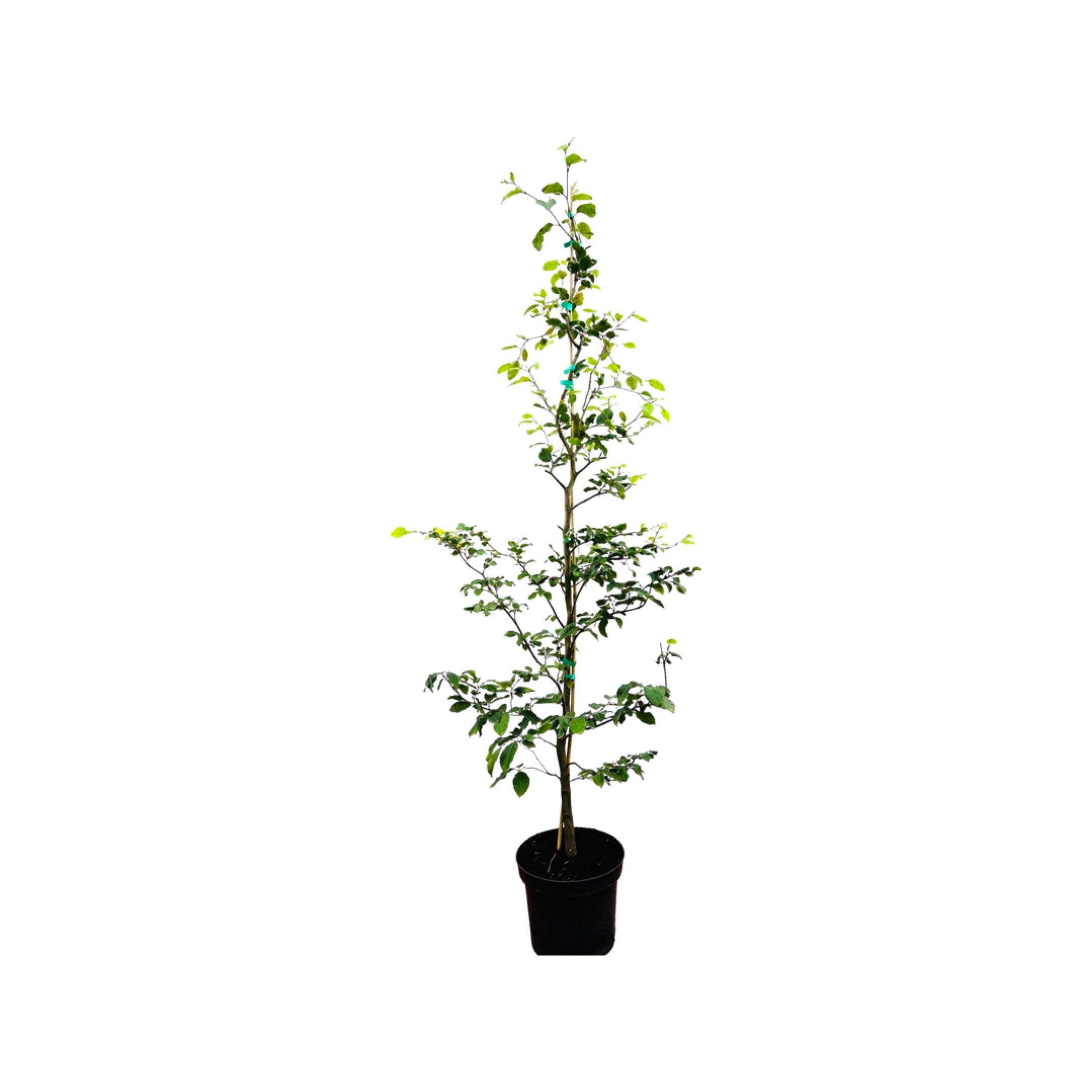 Pflanzen für Dich Baum Fagus sylvatica, 1 St., Rotbuche, Gemeine Buche, Europäische Buche, glattblättrig, herbstfärbung