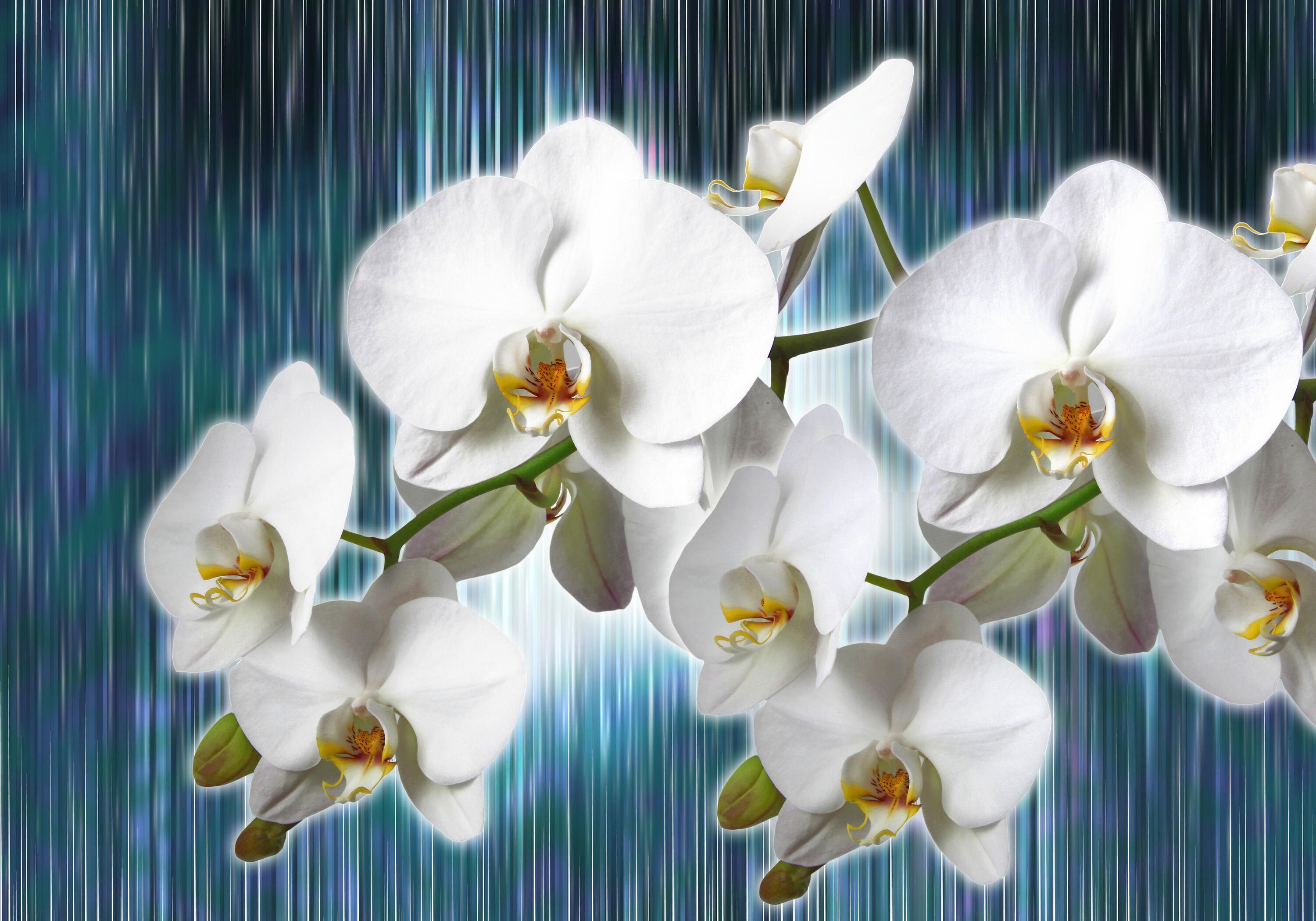 wandmotiv24 Fototapete Orchideen Orchideenzweig Blüten, glatt, Wandtapete, Motivtapete, matt, Vliestapete