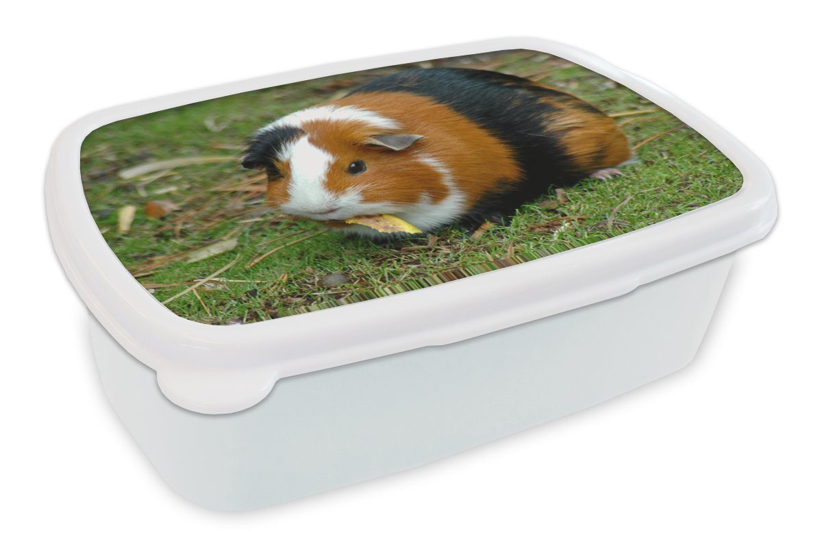 MuchoWow Lunchbox Meerschweinchen draußen, Kunststoff, (2-tlg), Brotbox für Kinder und Erwachsene, Brotdose, für Jungs und Mädchen weiß