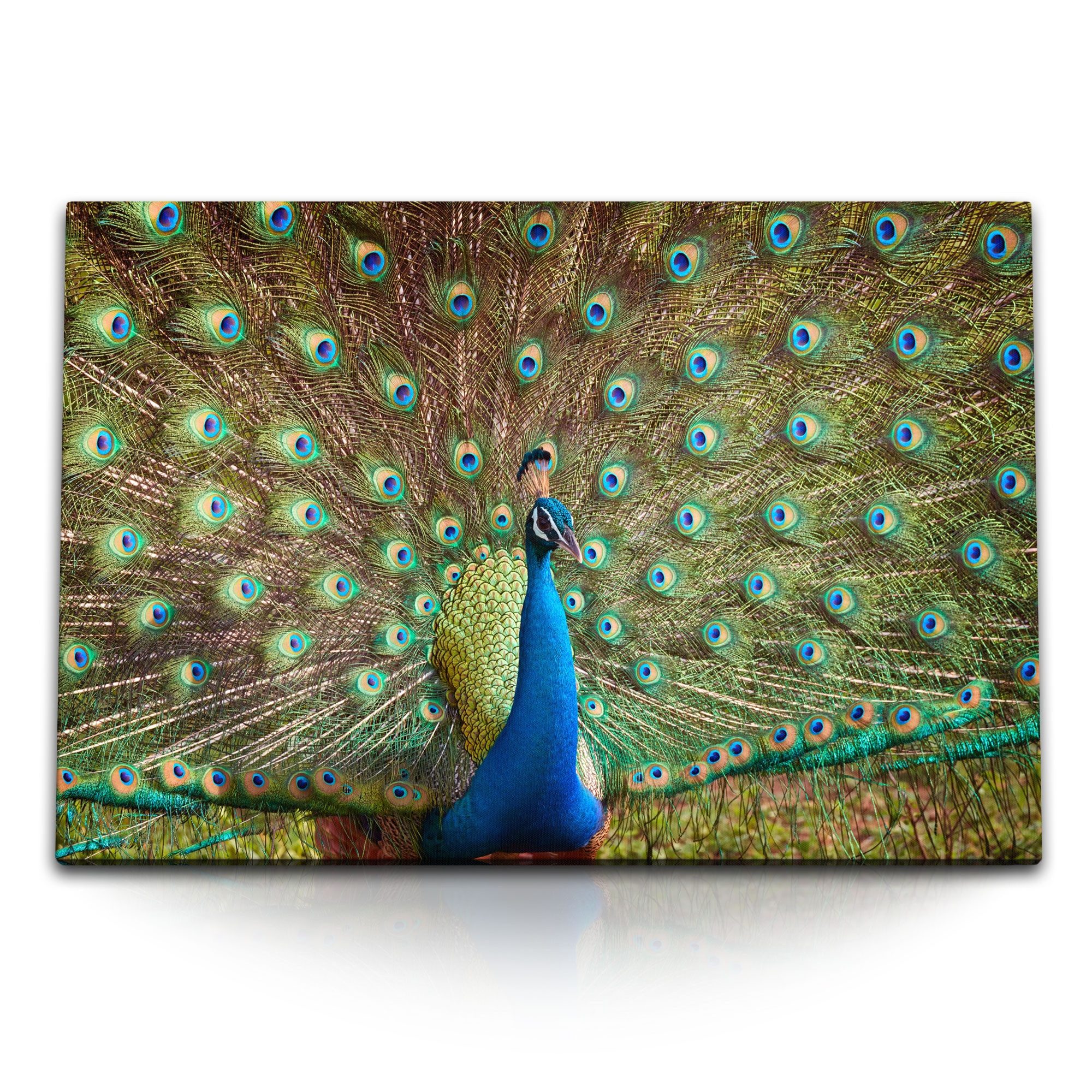 Sinus Art Leinwandbild 120x80cm Wandbild auf Leinwand Pfau Federkleid Tierfotografie Farbenfr, (1 St)