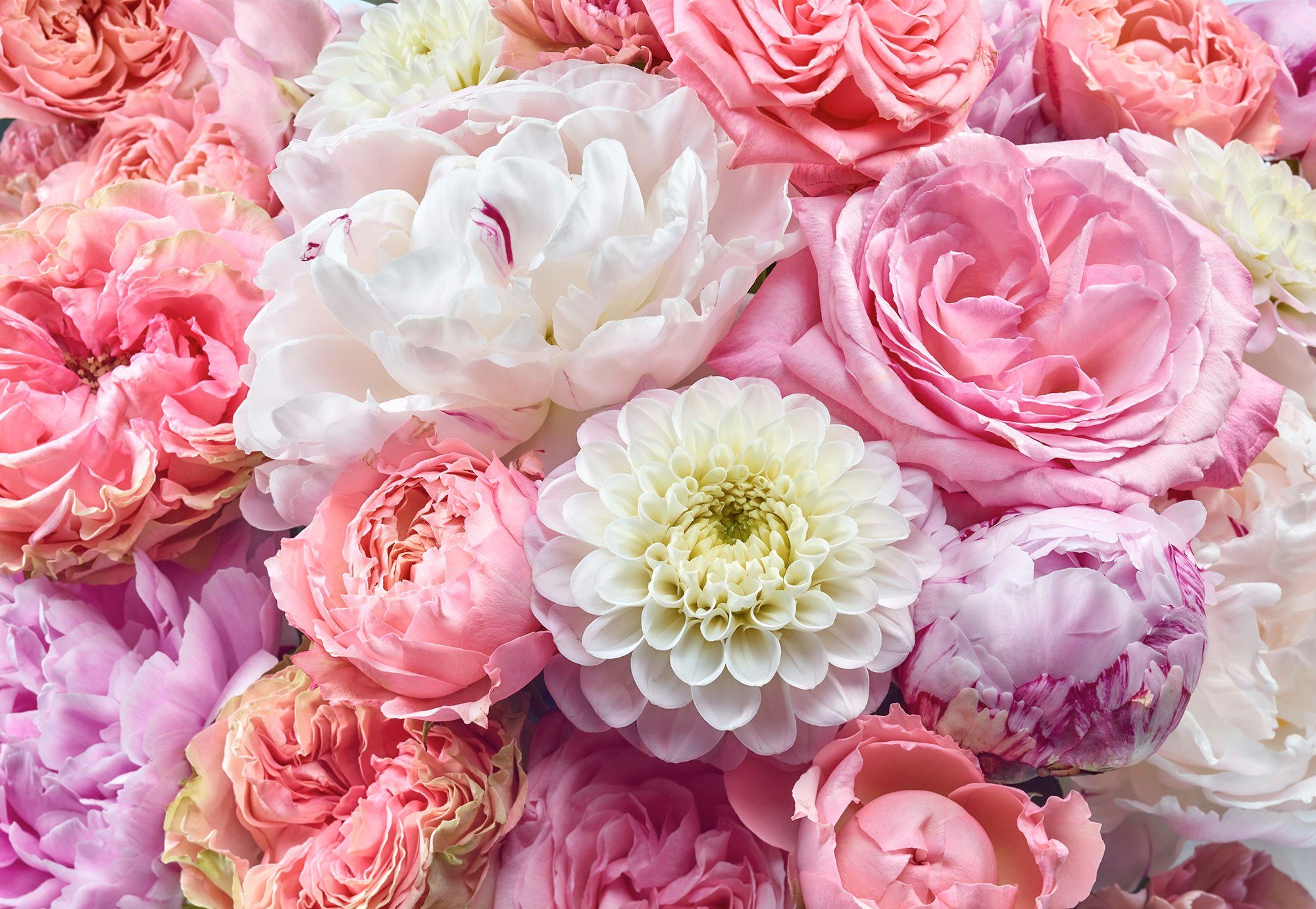 Komar Fototapete Vibrant Spring - Größe 368 x 254 cm, glatt, bedruckt, (1 St), Wohnzimmer, Schlafzimmer