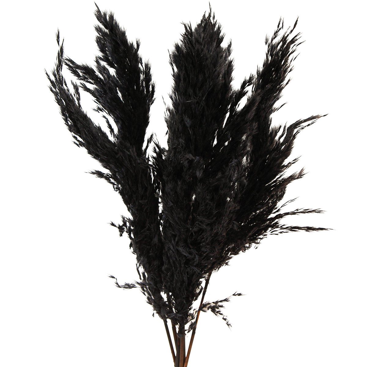 Trockenblume Pampasgras Schwarz 65-75cm Deko Trockenblumen günstig online kaufen
