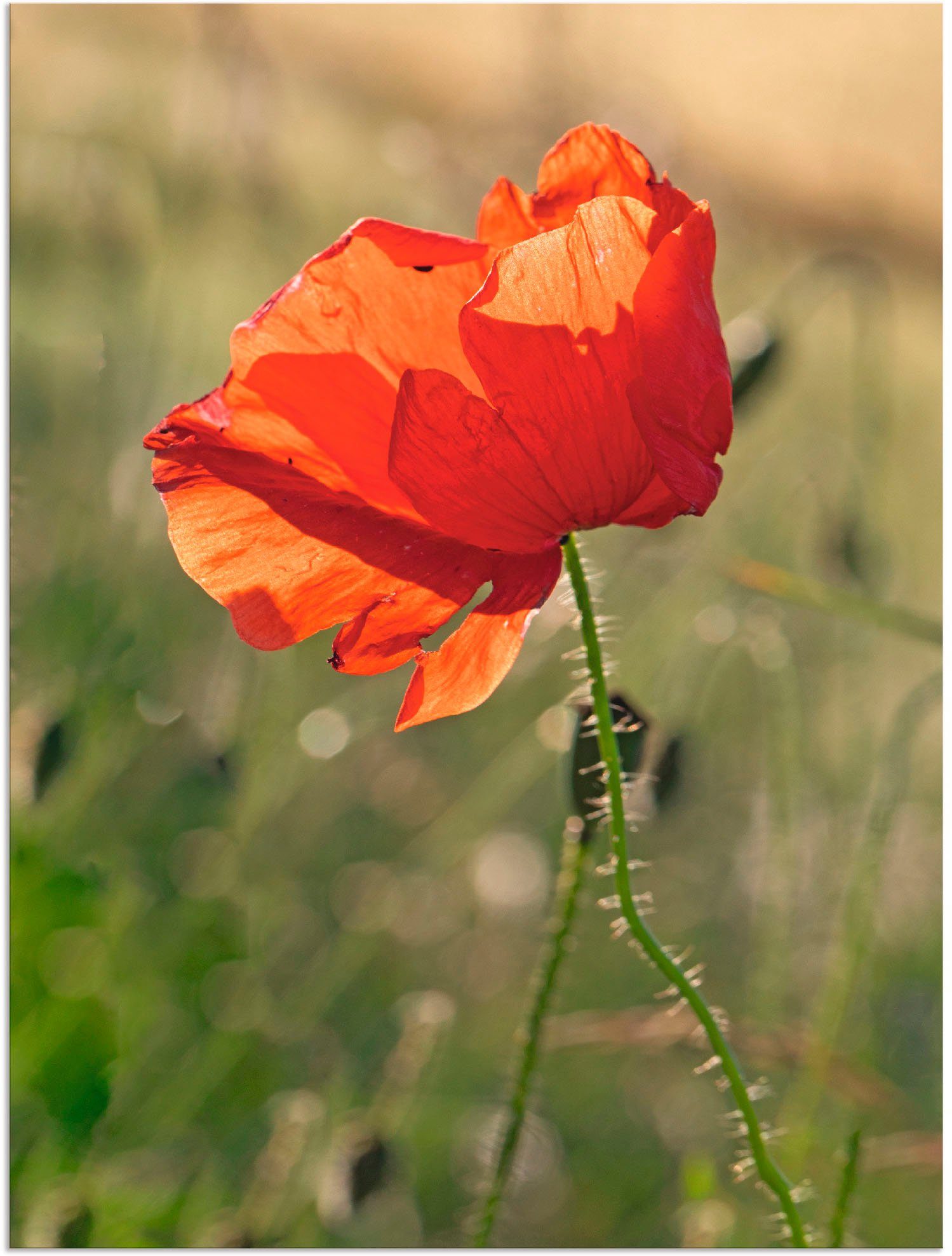 Poster Mohnblume, Größen Wandaufkleber als St), Blumen Alubild, oder Wandbild versch. in (1 Artland Leinwandbild,