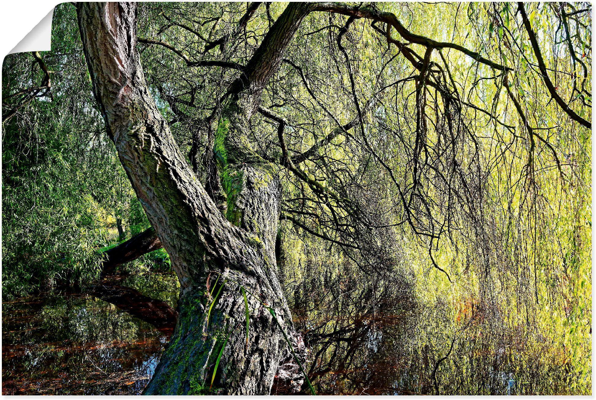 Artland Wandbild Weidenbaum, Baumbilder Größen (1 Leinwandbild, oder Poster Alubild, St), als Wandaufkleber in versch
