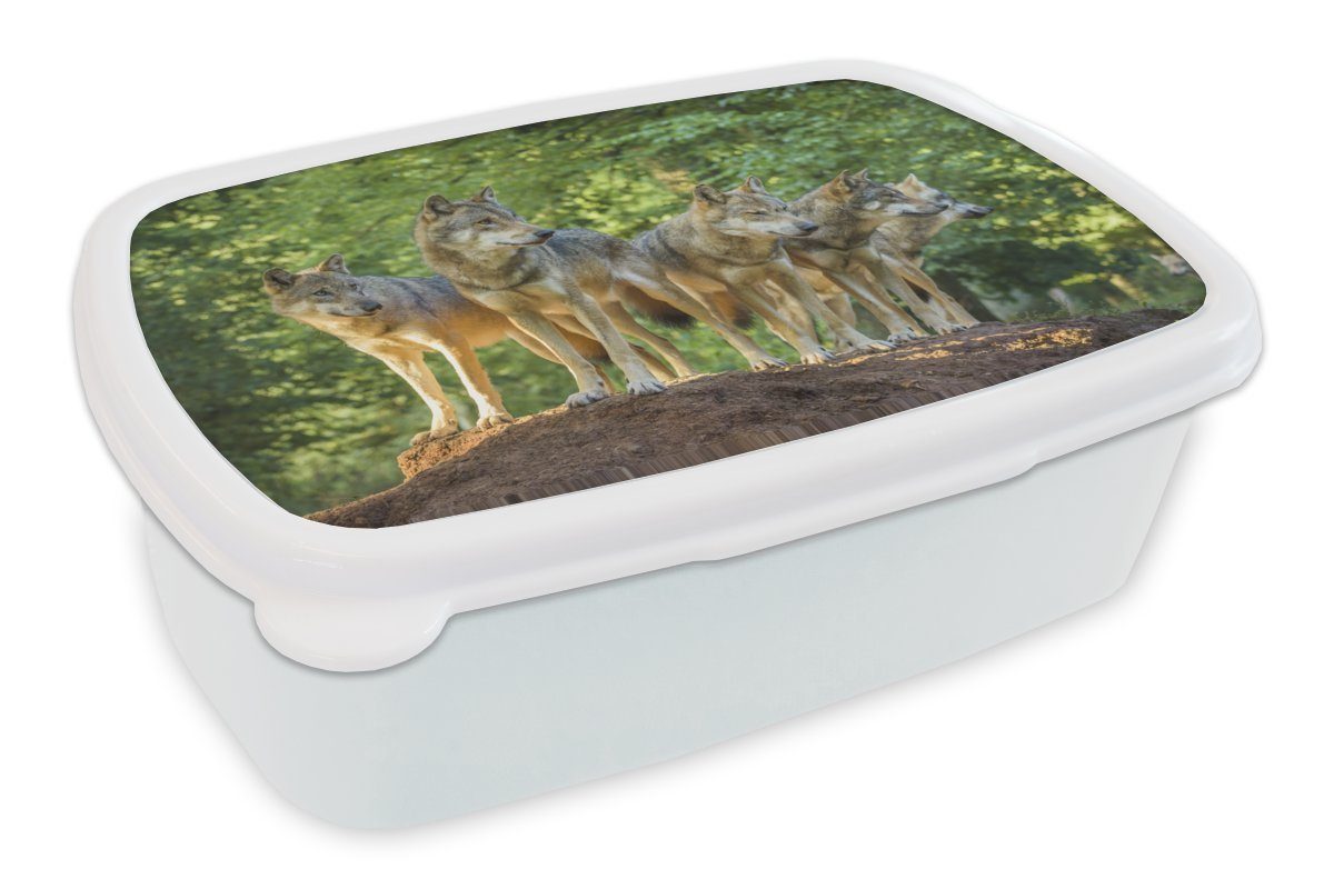 MuchoWow Lunchbox Wolf - Braun - Wald, Kunststoff, (2-tlg), Brotbox für Kinder und Erwachsene, Brotdose, für Jungs und Mädchen weiß
