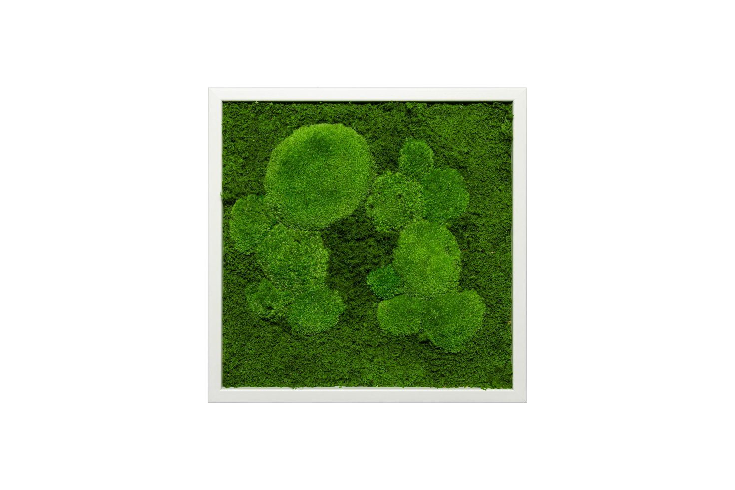 Moos-Design Bild Moosbild Fifty Fifty Design günstig online kaufen