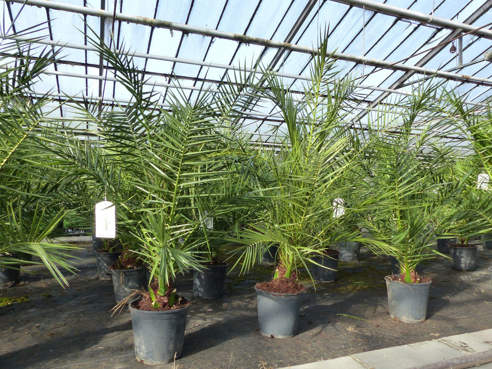 gruenwaren jakubik Baum 2 Stk Palme 90-120 cm, Phoenix canariensis, kanarische Dattelpalme
