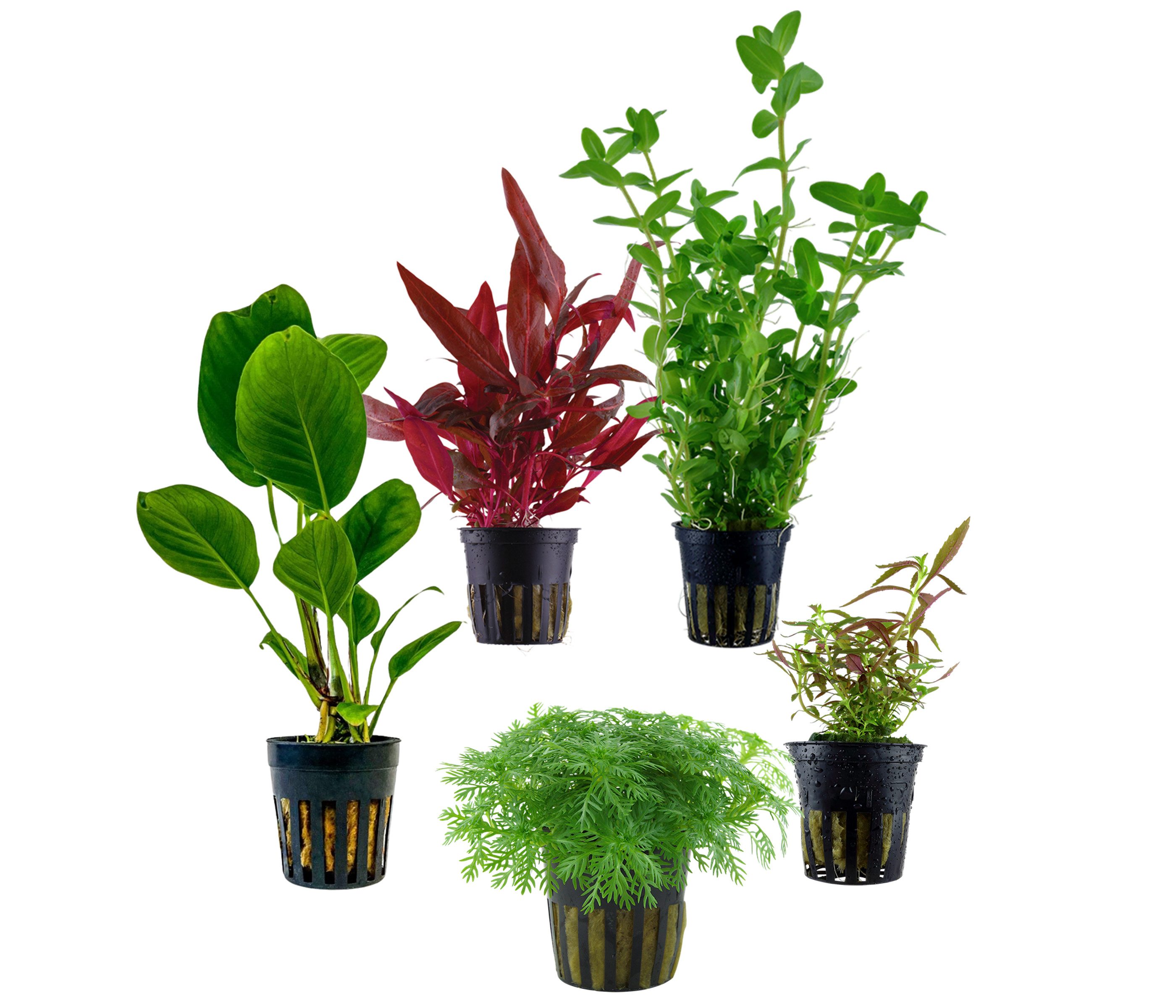 Dehner Wasserpflanze Aquarienpflanzen Set, 5-teilig, Einsteiger 219, je ca. 5-30 cm, robuste Wasserpflanzen für Süßwasser Aquarien