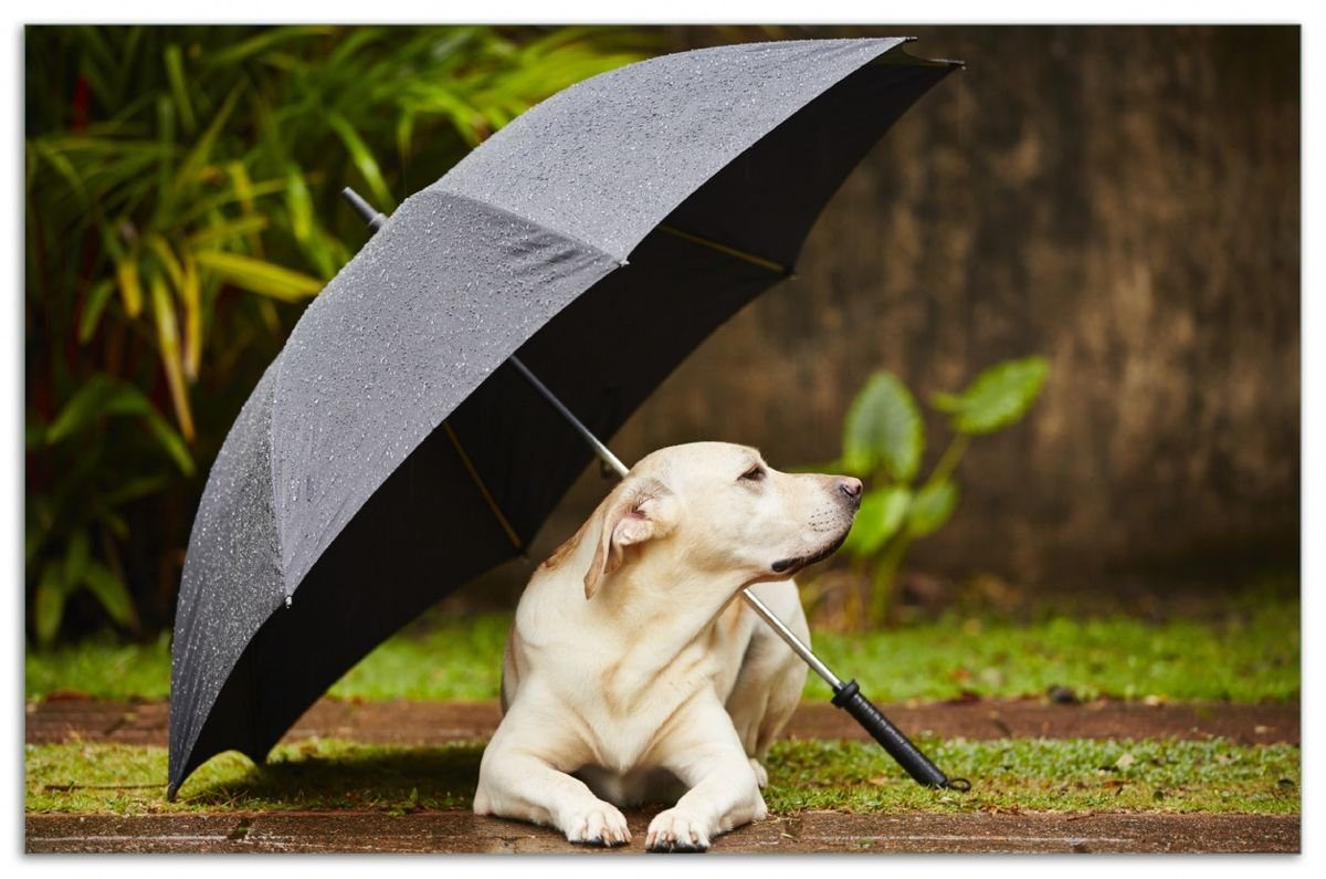 Wallario Herd-Abdeckplatte Hund unter einem Regenschirm, ESG-Sicherheitsglas, (Glasplatte, 1 tlg., inkl. 5mm Noppen), verschiedene Größen