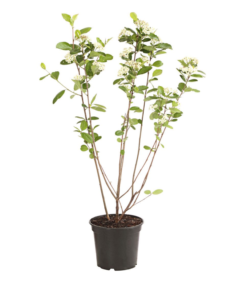 Dehner Obstpflanze Schwarze Apfelbeere Nero, Aronia melanocarpa, schwarz-violette Früchte, insektenfreundliche, robuste und ertragreiche Vitaminpflanze