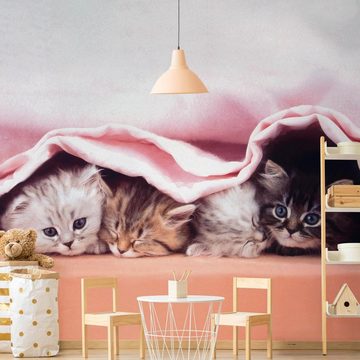 Bilderdepot24 Kindertapete Kinderzimmer Katzen Kätzchen Kinder Wanddeko Tiere, Glatt, Matt, (Inklusive Gratis-Kleister oder selbstklebend), Mädchenzimmer Jungenzimmer Babyzimmer Bildtapete Fototapete Wandtapete